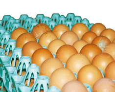 Oeufs activité ponte