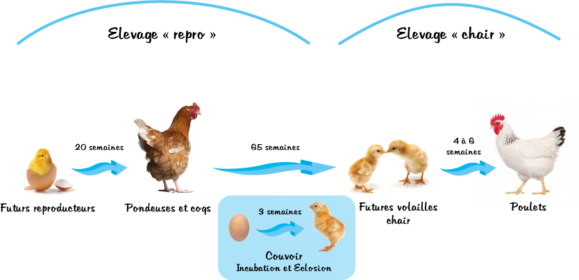 Schéma Filière Volaille