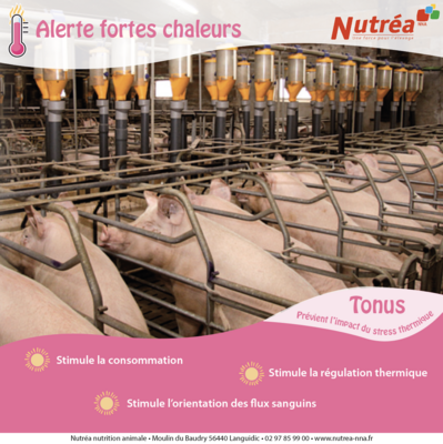 Stress thermique 2026 porc