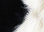 Pelage vache